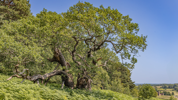 The Bradgate Park Tree (Credit: Rob Doyle)
